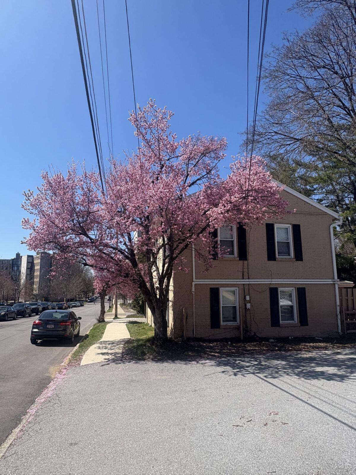 Brick rental house on a tree-lined street in West Chester Borough